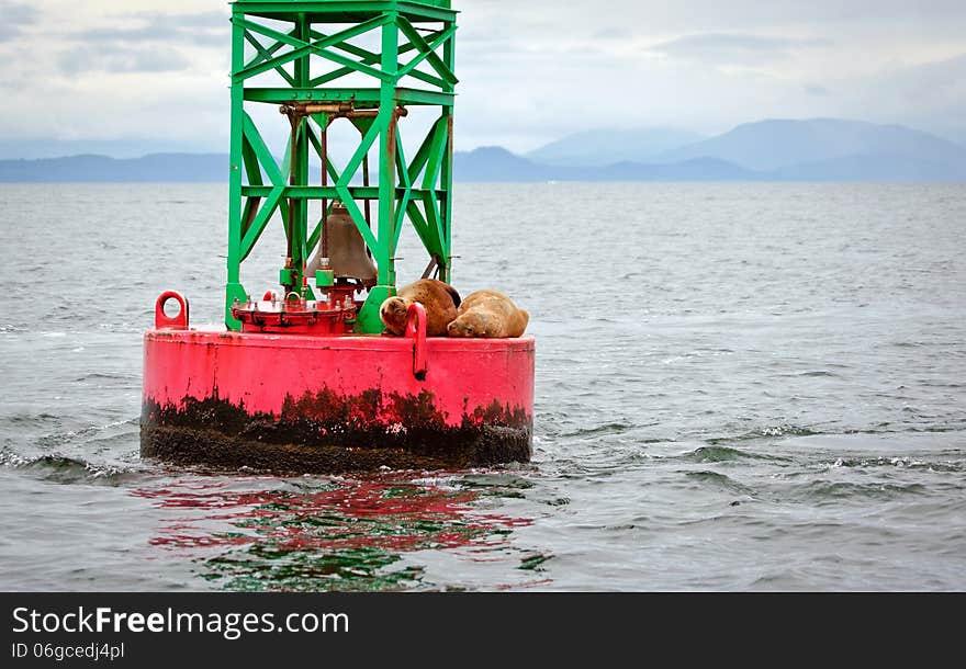 Buoy and sea lions