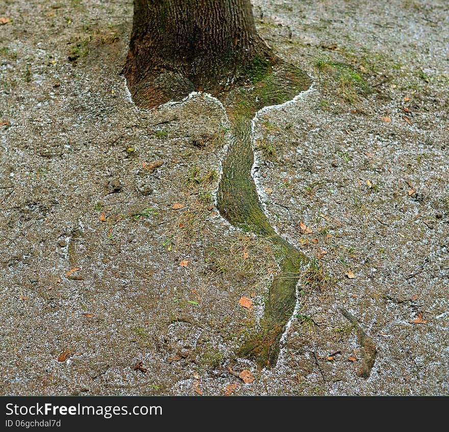 Long root of a tree strewn lightly with easy snow