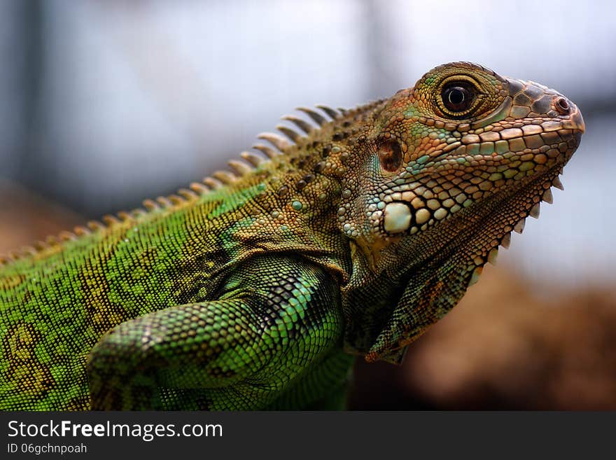 An Iguana resting in the sun