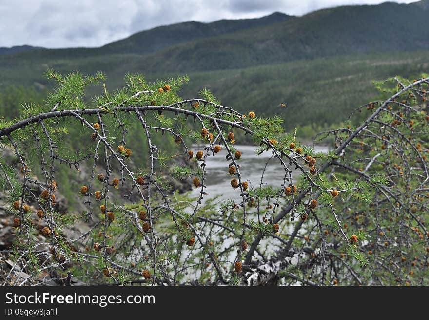 Branch Larch In Yakutia.