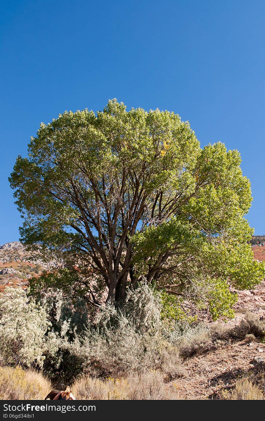 Tree in the scrub lands. Tree in the scrub lands