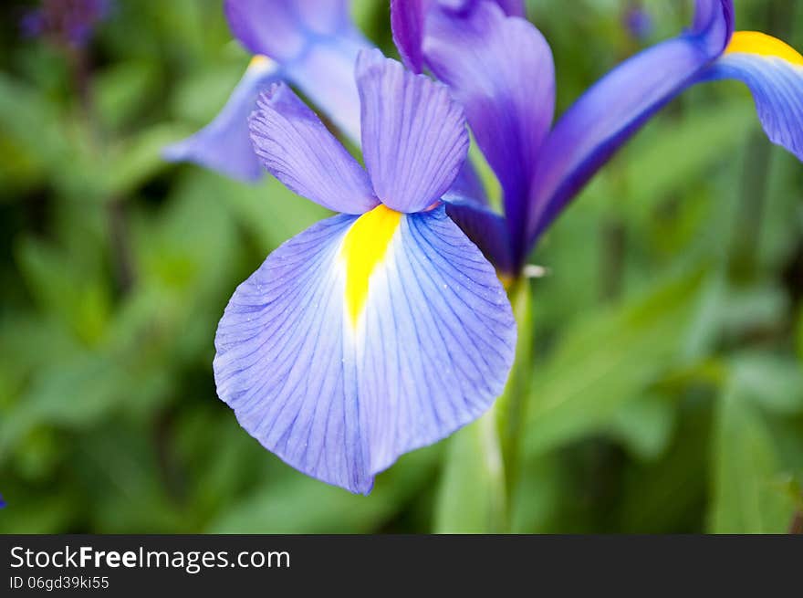 An up-close shot of a violet flower.