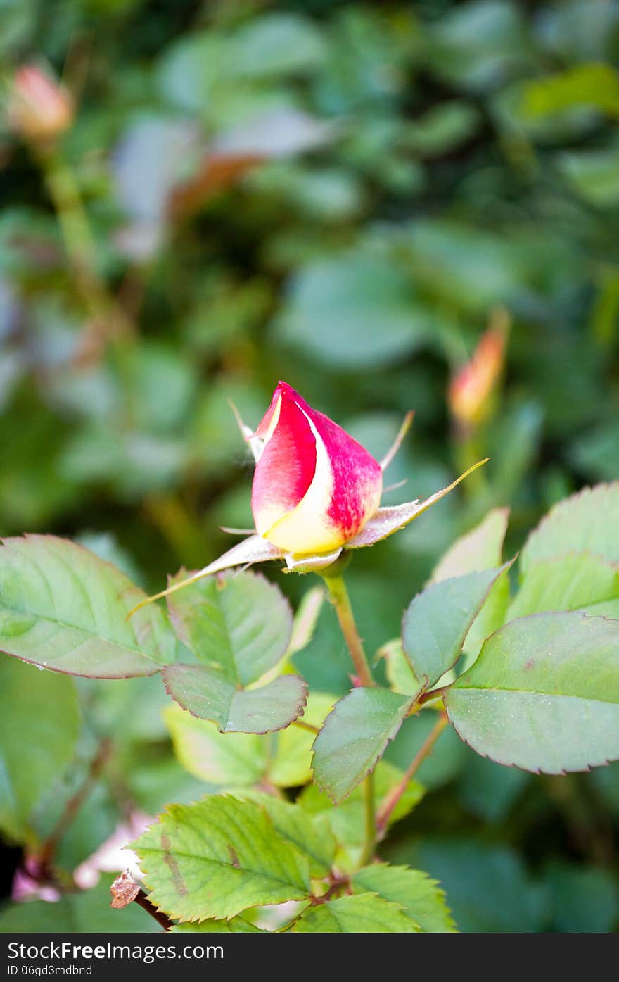 A single rose bud from the garden.