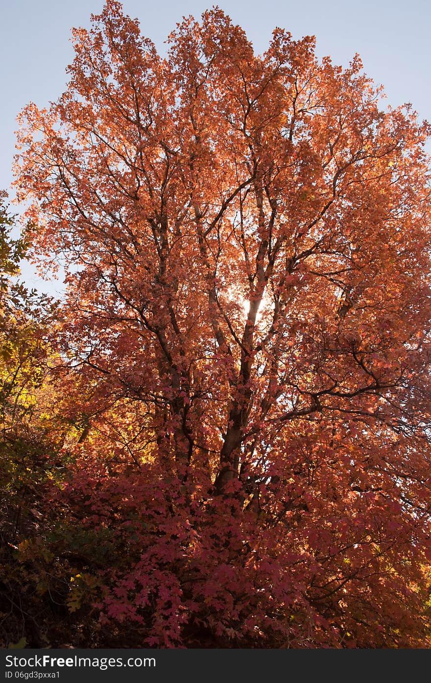 Tree in full autumn color with the sun shining behind it. Tree in full autumn color with the sun shining behind it.