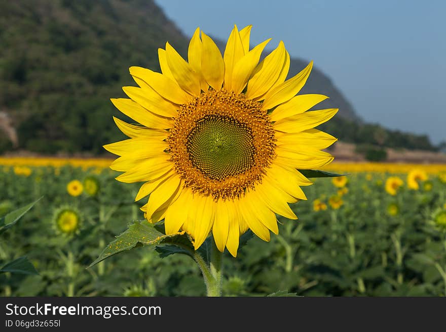 Tantawan sun flower yellow coler in the parks