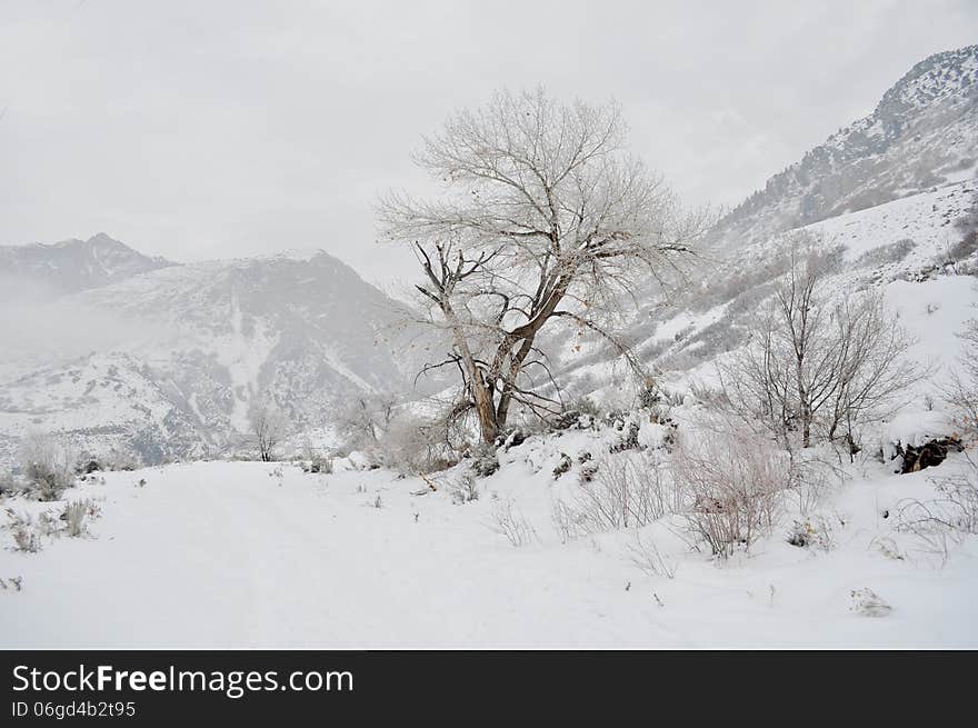 A tree with a mountain backdrop in winter. A tree with a mountain backdrop in winter