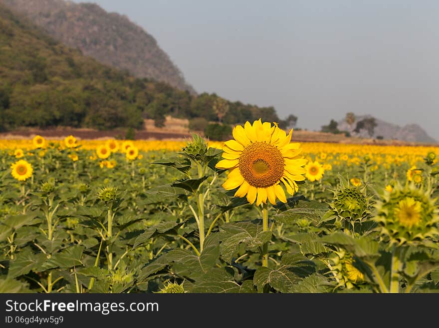 Tantawan sun flower yellow coler in the parks