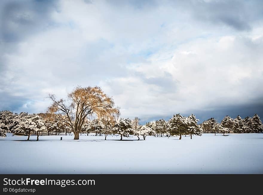 Trees In The Snow - Dramatic Winter Landscape