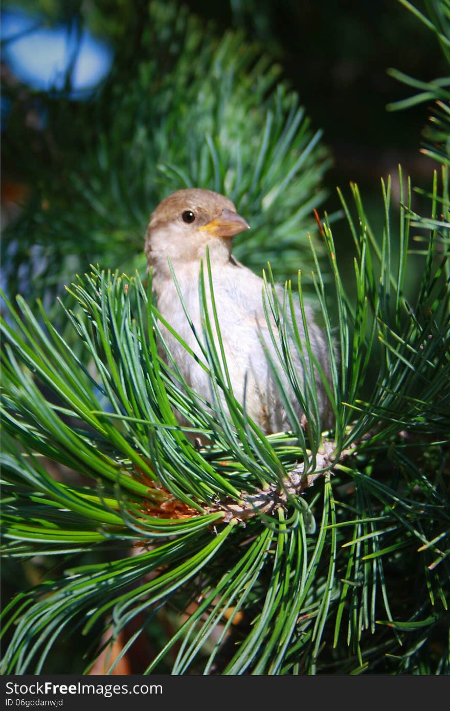 Bird In Tree