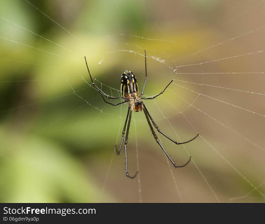 Orchard Spider