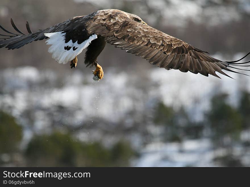 European Sea eagle