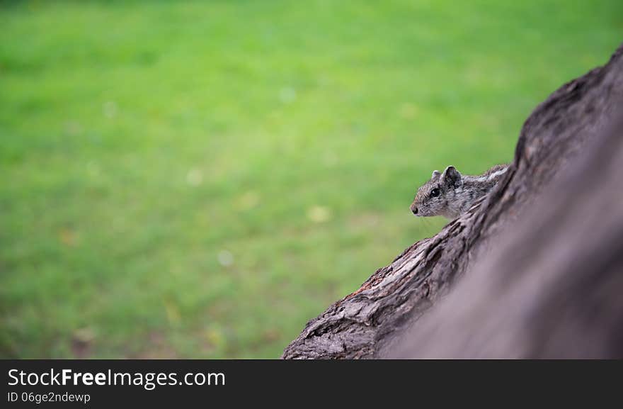 Grey Squirrel Tree Forest