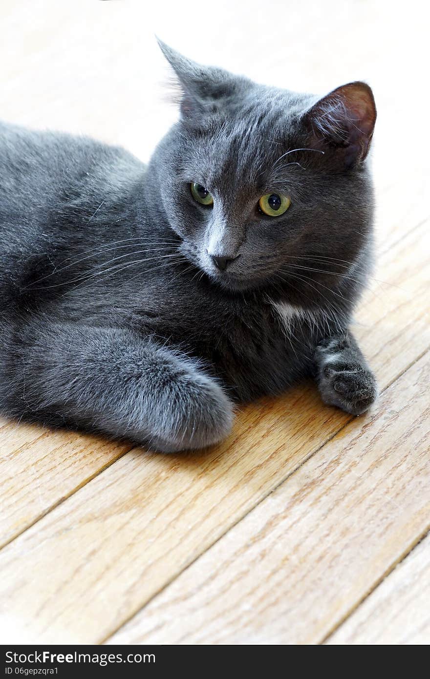 An intelligent blue/gray house cat with an expression of curiosity posed for the camera. An intelligent blue/gray house cat with an expression of curiosity posed for the camera