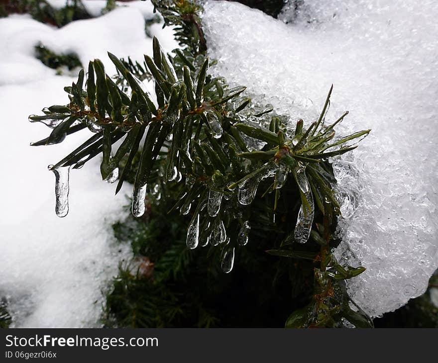 Winter Branch