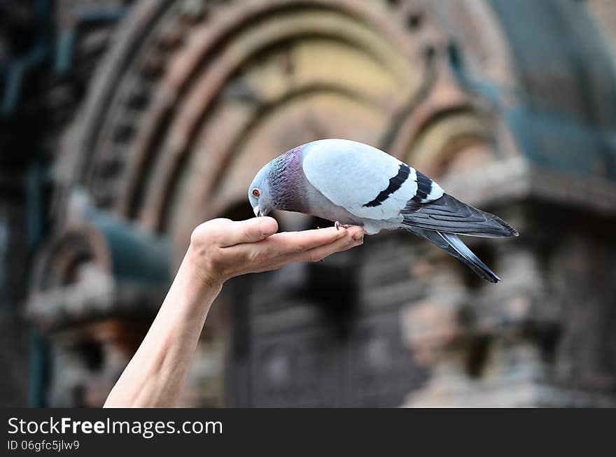 Pigeon