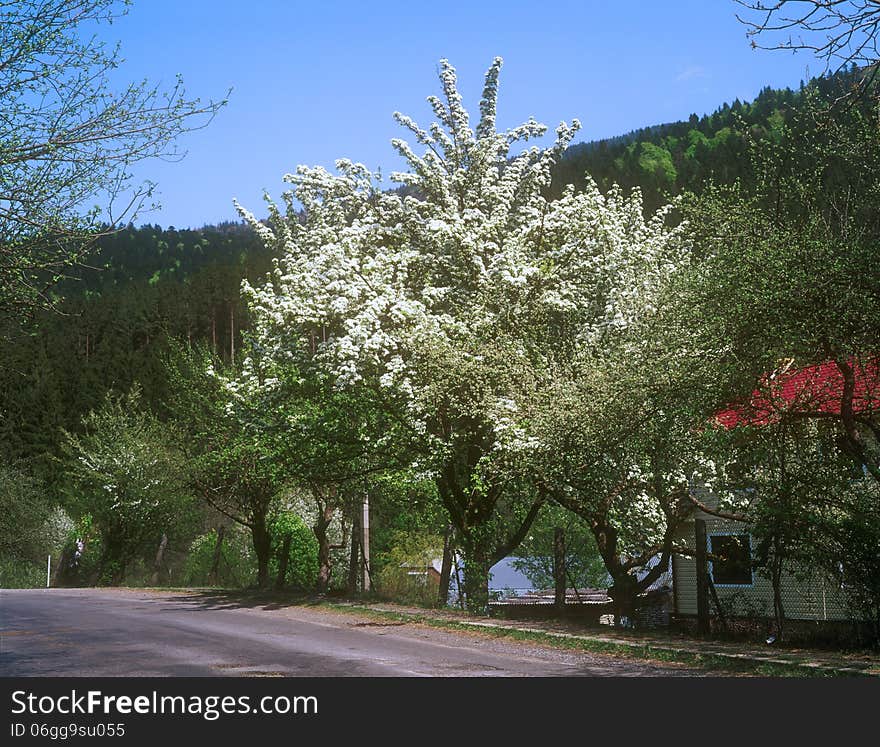 Fruit tree tree with white blossoms in countryside.