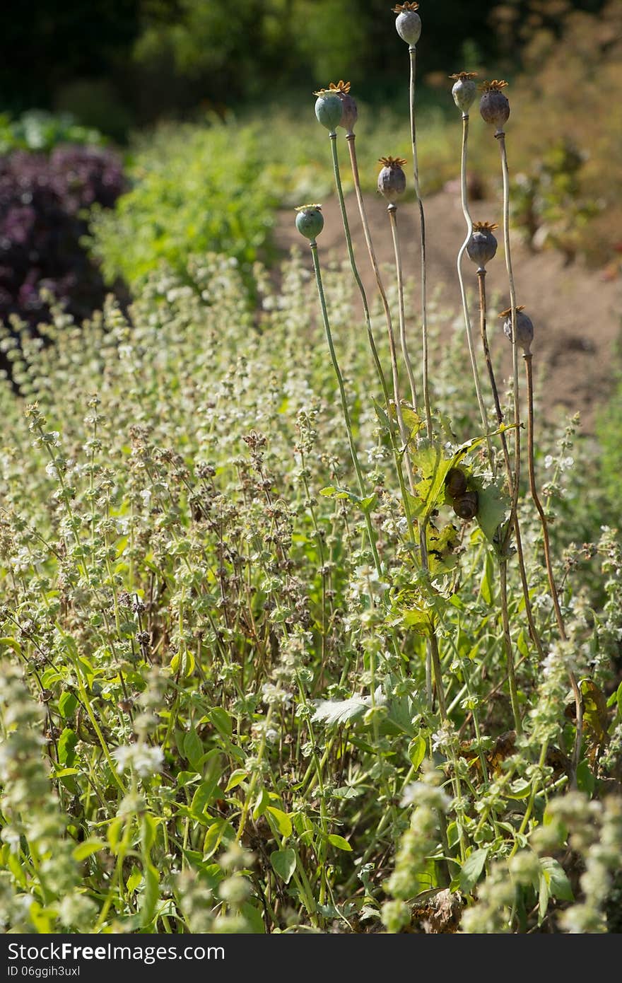 Dried poppy pods in an organic garden.