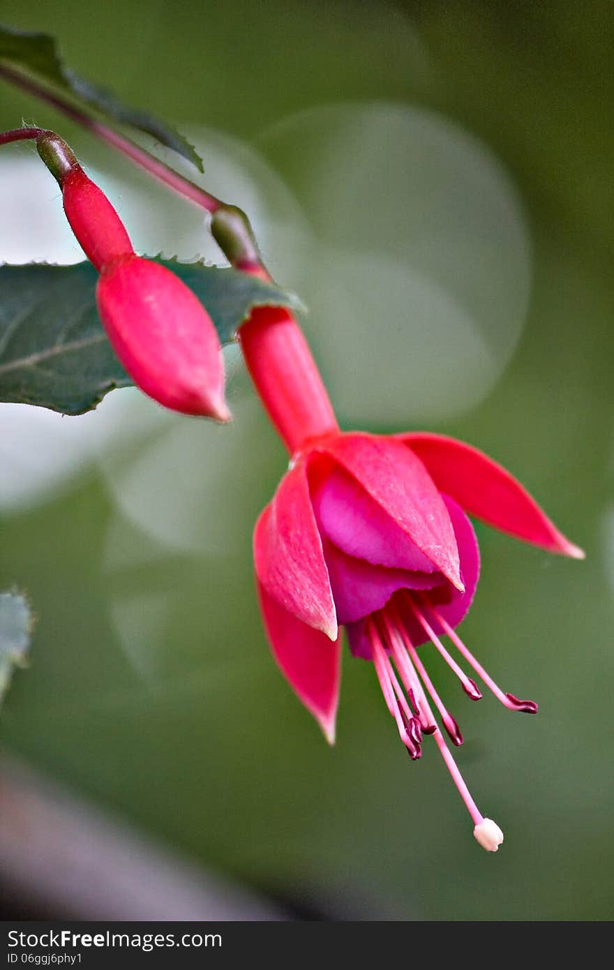 Blossoming branch of a fuchsia