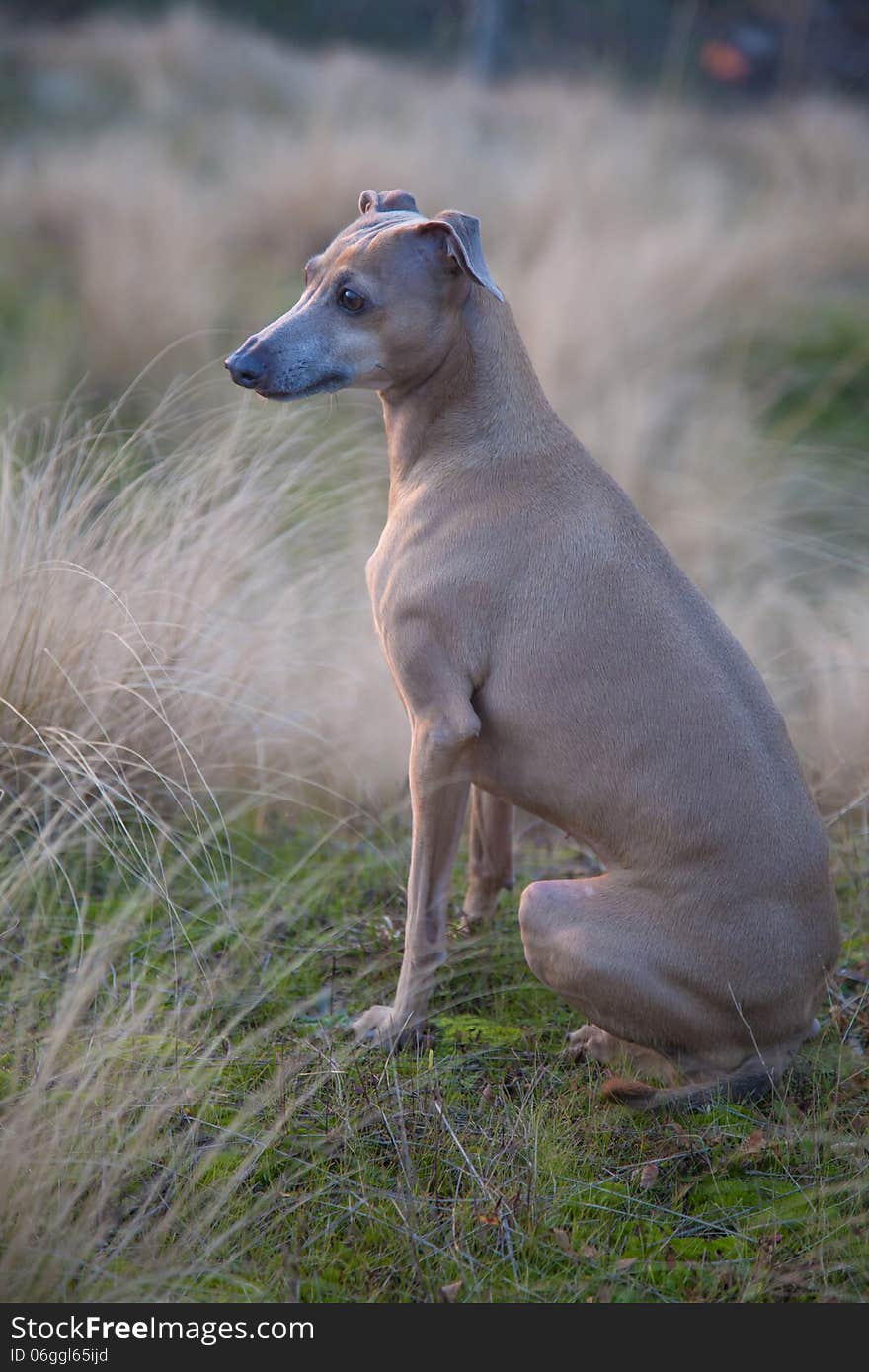 Photo of small italian greyhound on light brown fall grass. Photo of small italian greyhound on light brown fall grass