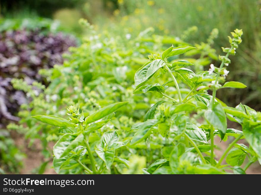 Green Basil