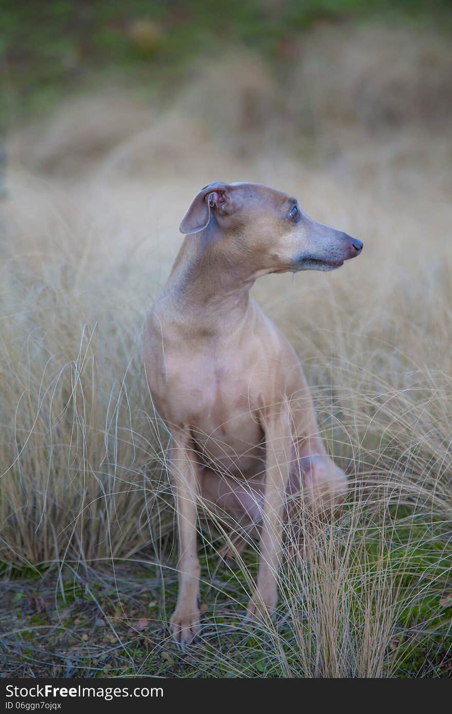 Photo of small italian greyhound on light brown fall grass. Photo of small italian greyhound on light brown fall grass