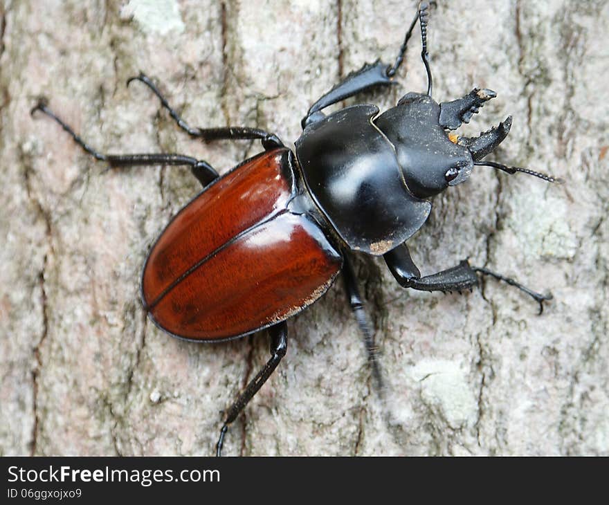 Stag beetle&x28;male&x29