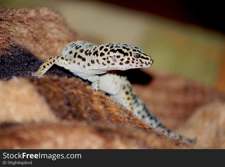 Leopard gecko (eublepharis macularius) photography