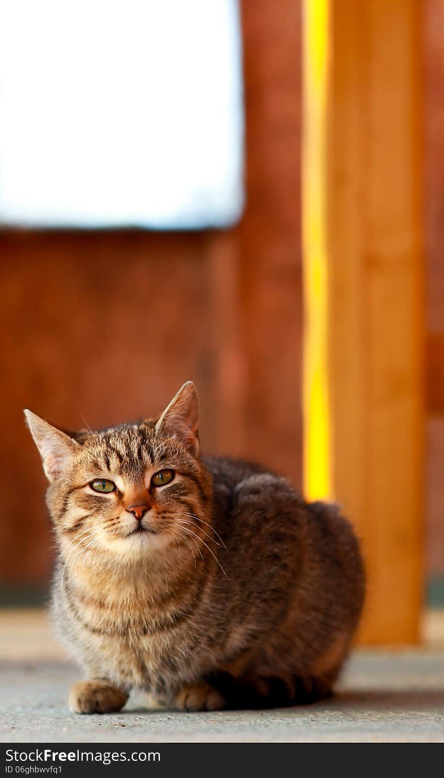 European cat looking like a cat