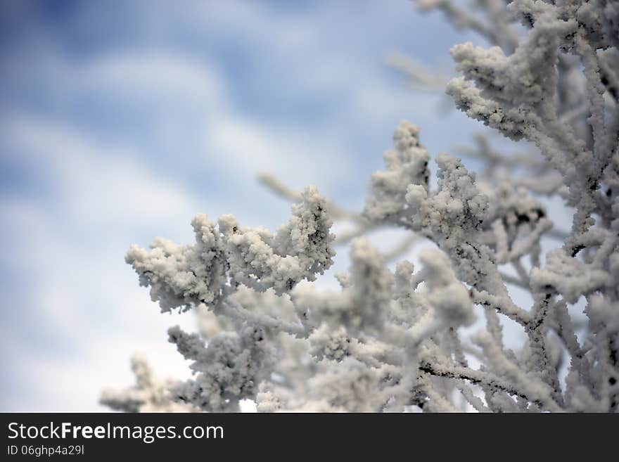 Close up of frozen branches and snow falling against blue sky. Close up of frozen branches and snow falling against blue sky.