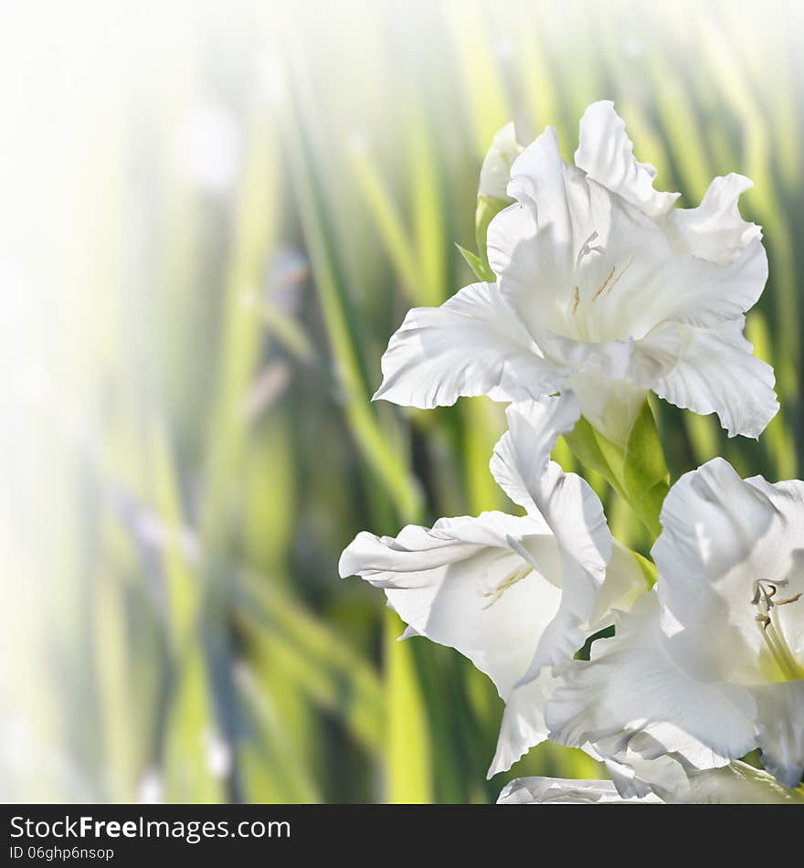 Flower Gladiolus on blurred background