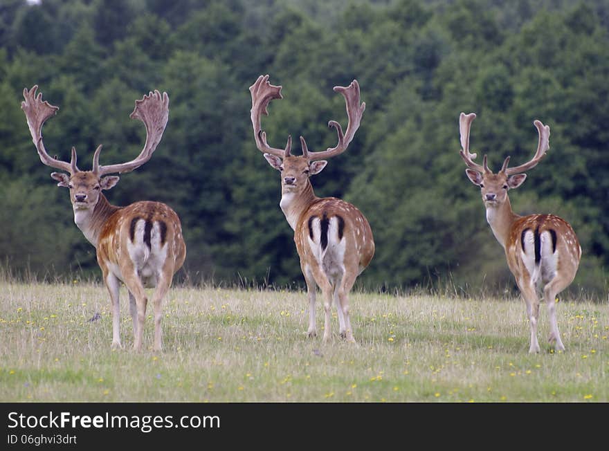 Three deer grazing in the forest game reserve