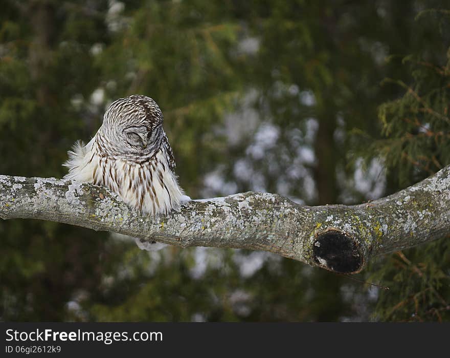 A beautiful Barred Owl captured while napping on a tree limb on a cold windy day. A beautiful Barred Owl captured while napping on a tree limb on a cold windy day