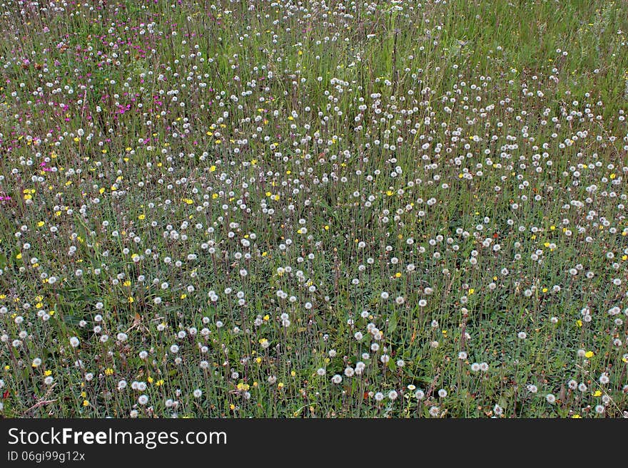 Ripe dandelions on background of a green grass. Ripe dandelions on background of a green grass