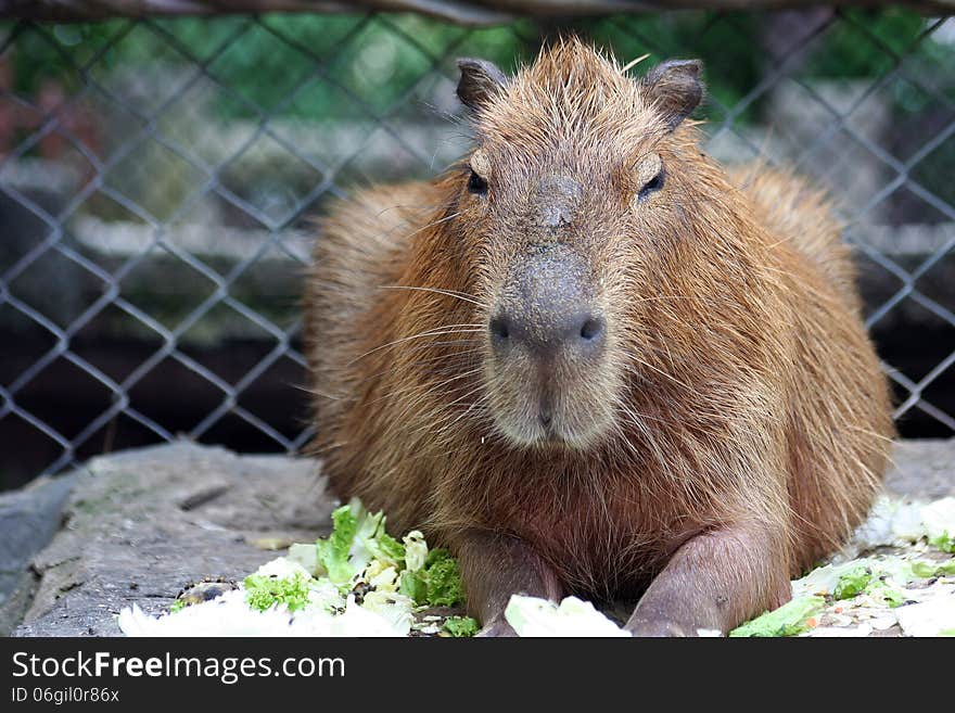 Capybara