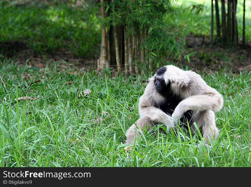 Lonely Gibbon