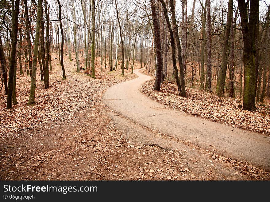 Asphalt road in autumn forest. Asphalt road in autumn forest