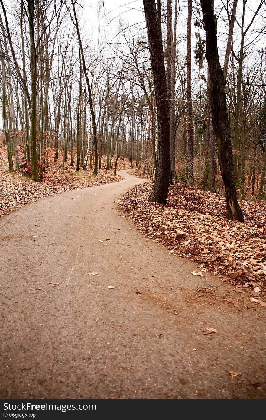 Asphalt road in autumn forest. Asphalt road in autumn forest