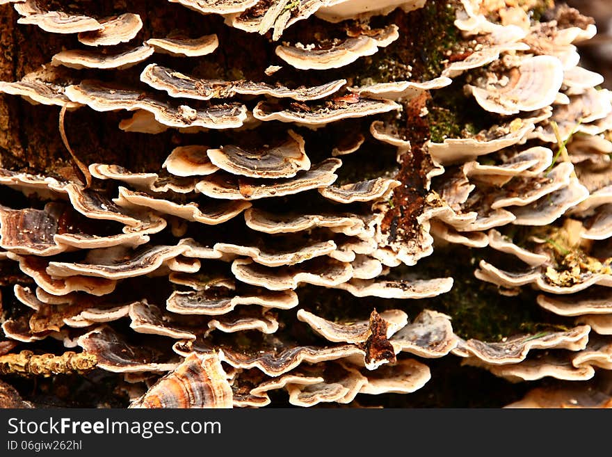 Mushrooms On Stump