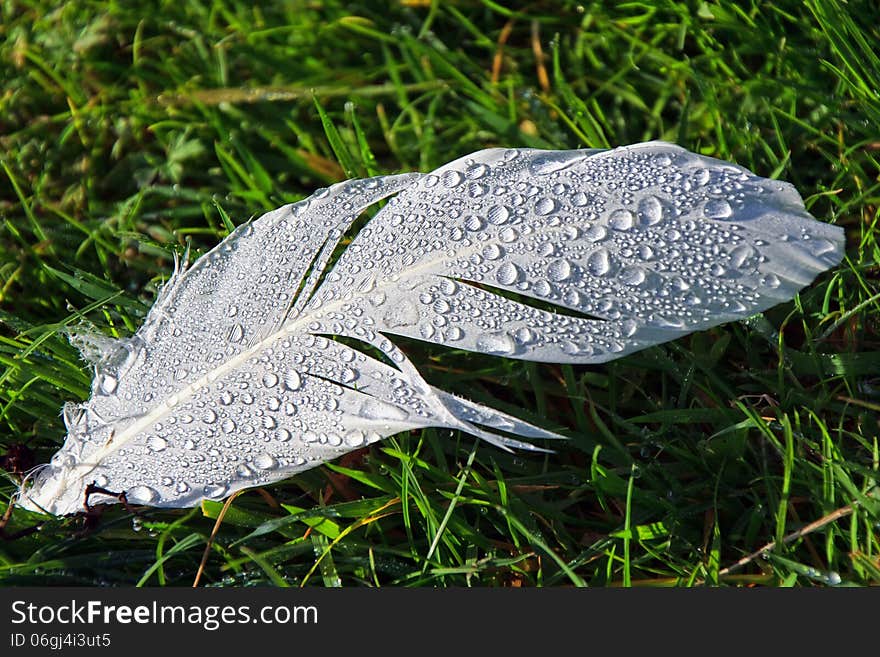 Dewy Feather