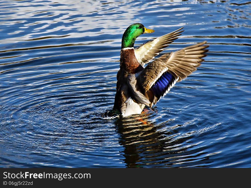 Mallard Malarkey