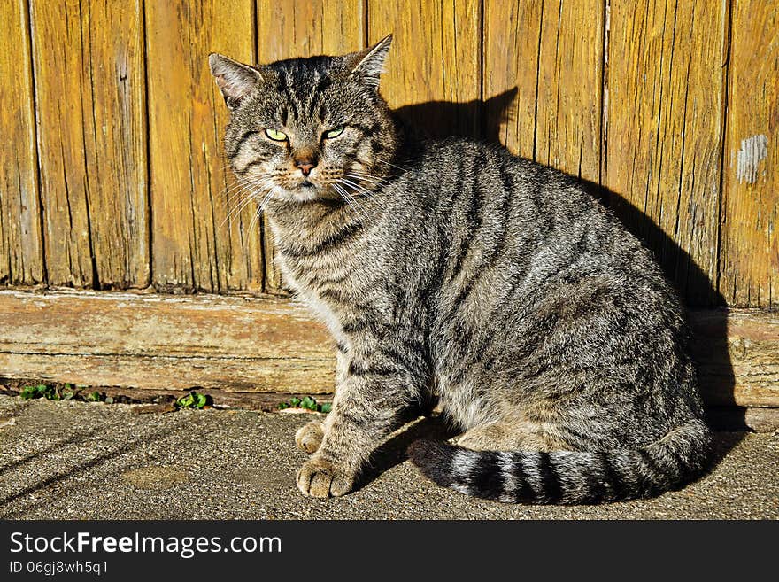 Barn cat outside in the sunshine against a wooden building. Barn cat outside in the sunshine against a wooden building.