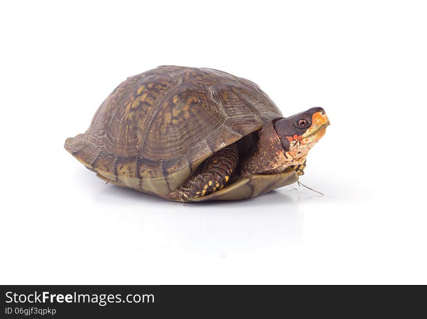 Box Turtle