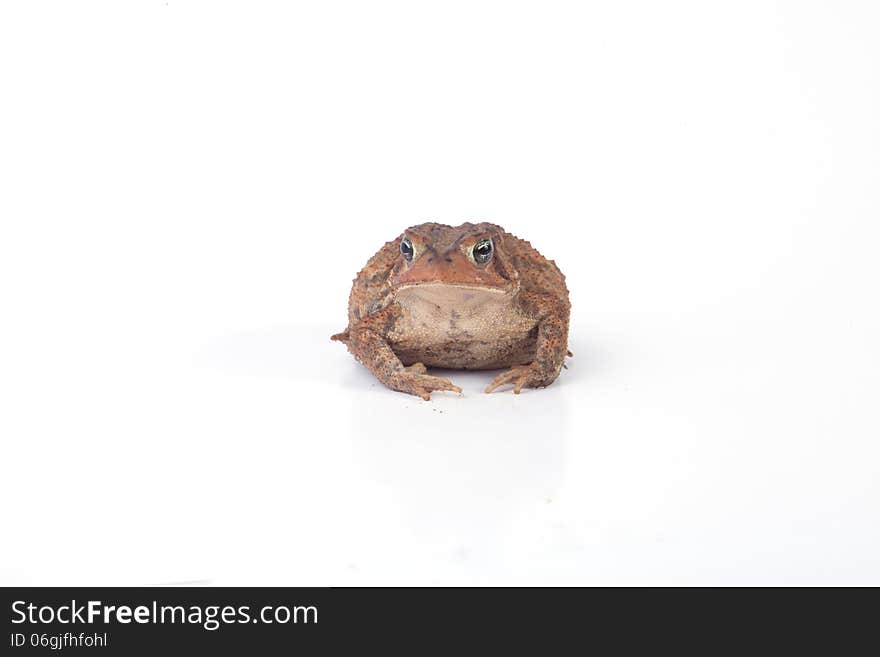 Toad