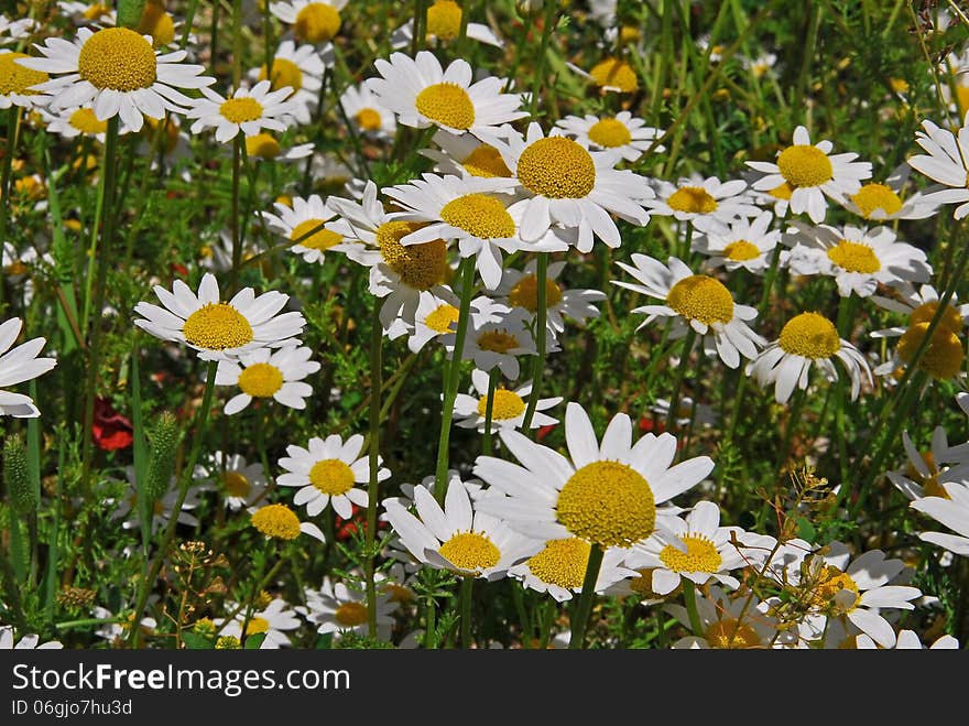 White Daisies