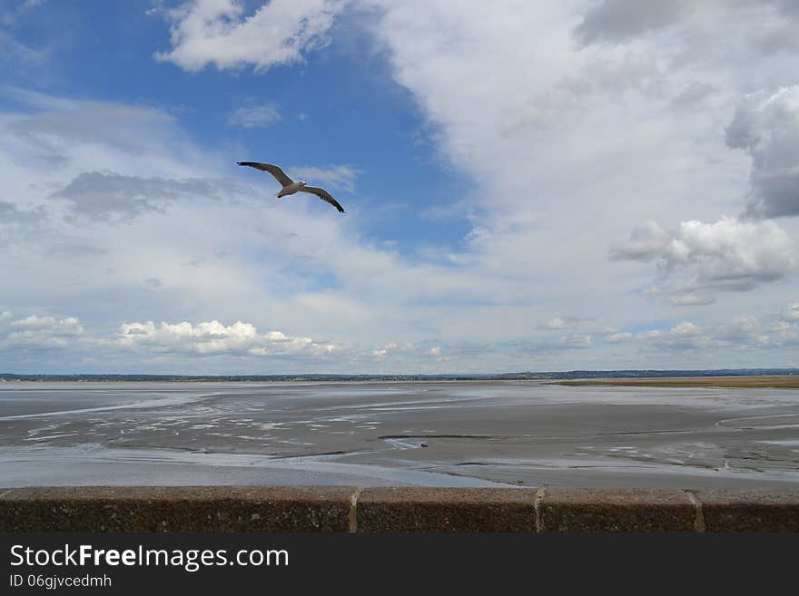 Seagull flying infront of Mont saint Michel Island