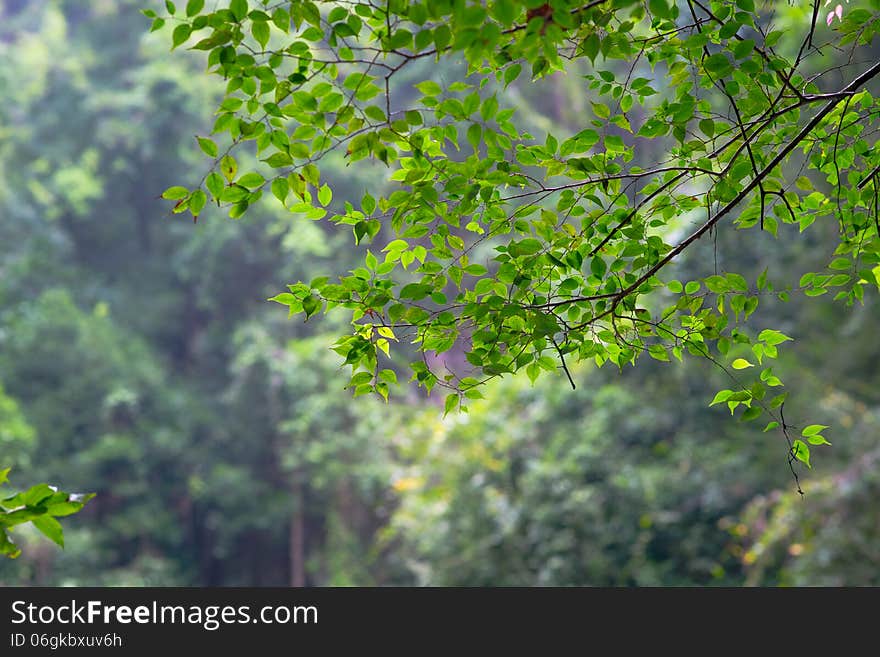 Tree leaves on blurred background. Green forest