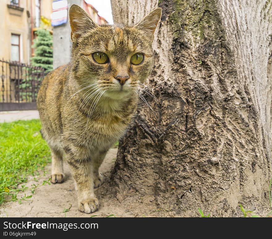 Little cat on the street in Krakow , Poland