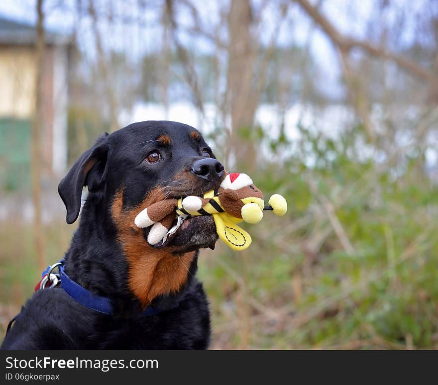 Mans best friend waits for someone to throw his toy