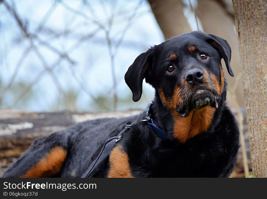 Mans best friend waits for someone to throw his toy