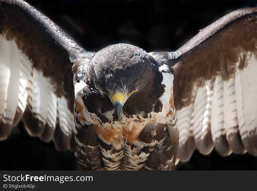 A close up of a Jackal Buzzard ( Buteo rufofuscus ) with its wings spread ,taken in South Africa. A close up of a Jackal Buzzard ( Buteo rufofuscus ) with its wings spread ,taken in South Africa.